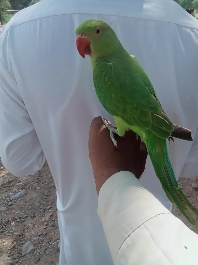 03118835302 (Katha) Full Hand Tame Friendly Green Ringneck Pathy — photo 3