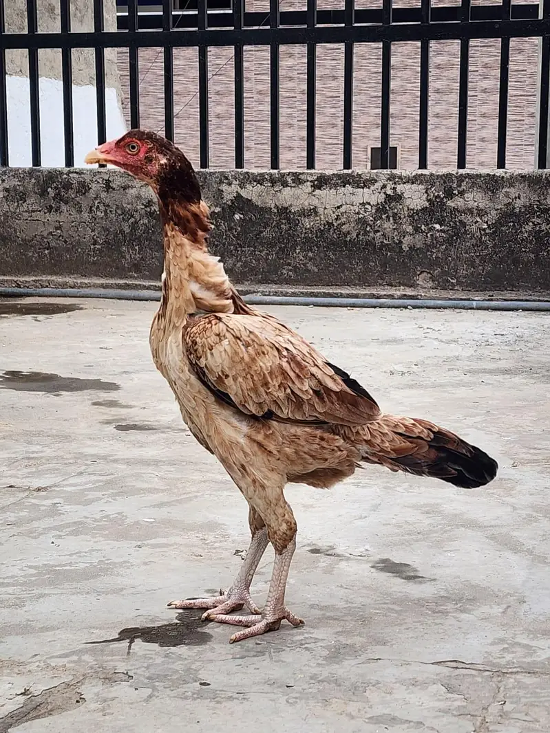 aseel murgi — photo 3