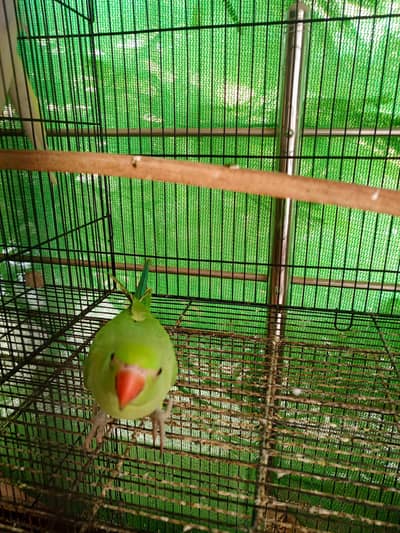 Green Ring Neck