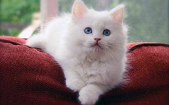 pure white female persian kitten with blue eyes