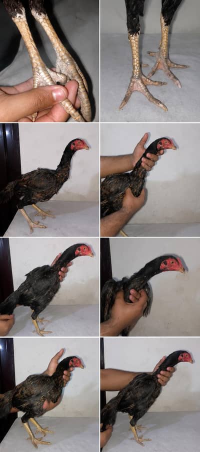 ya dono pure Thai hens for sale ha 03296571366