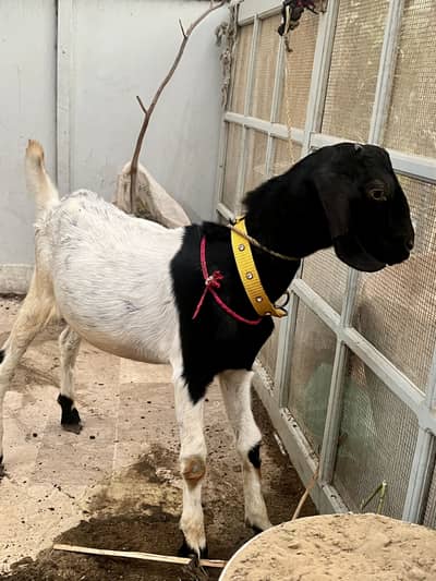 Jori For Sale
