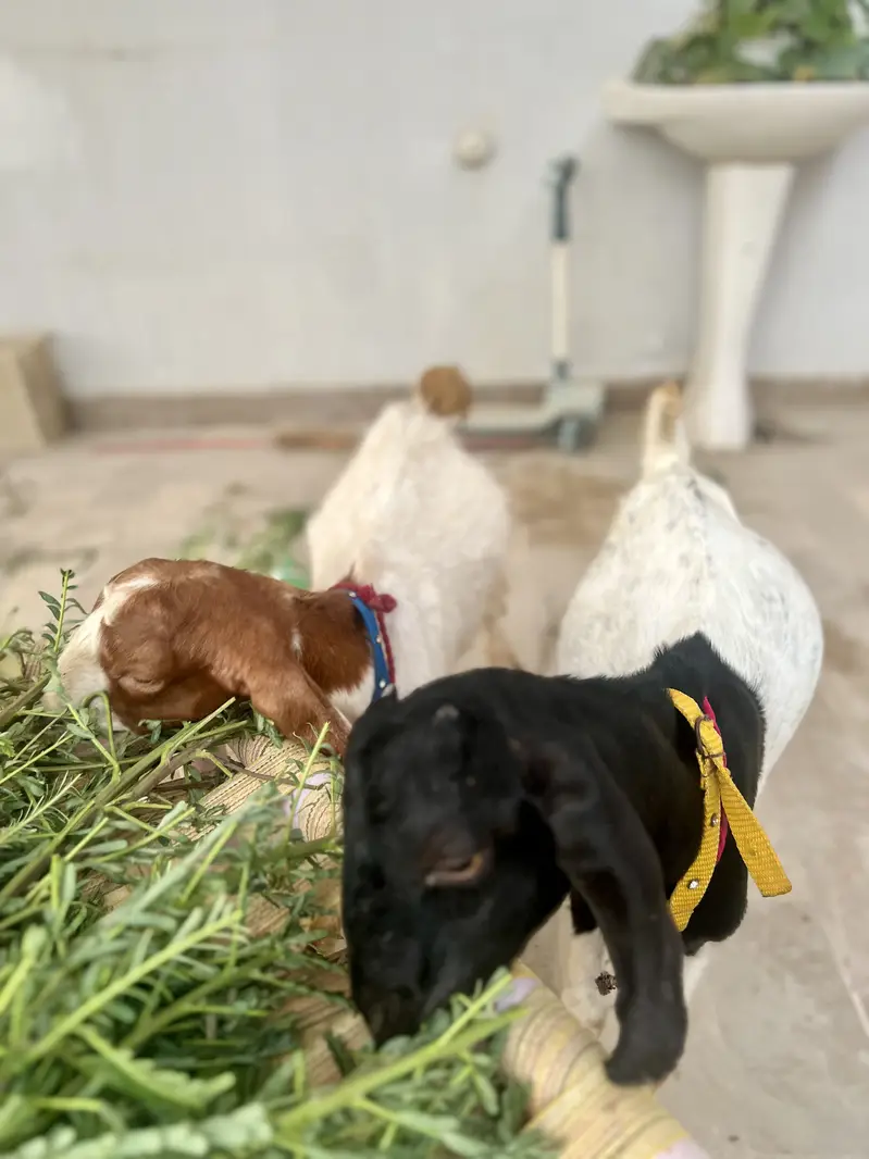 Jori For Sale — photo 3