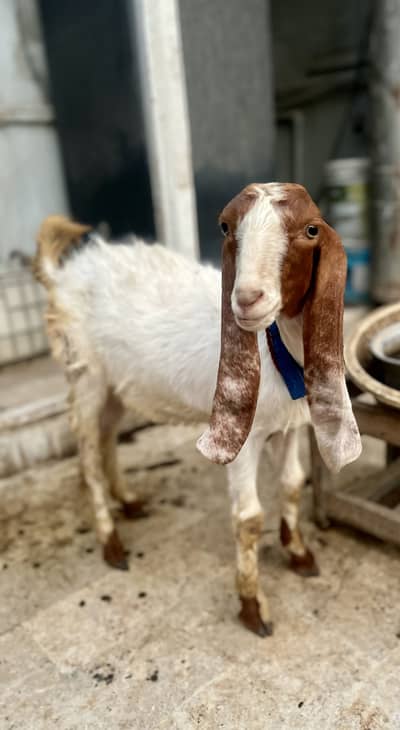Jori For Sale