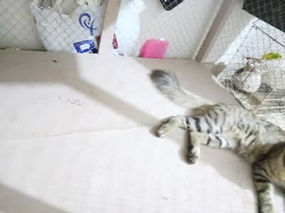 Big SIZE CAGE - Available
