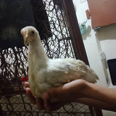 Chicken