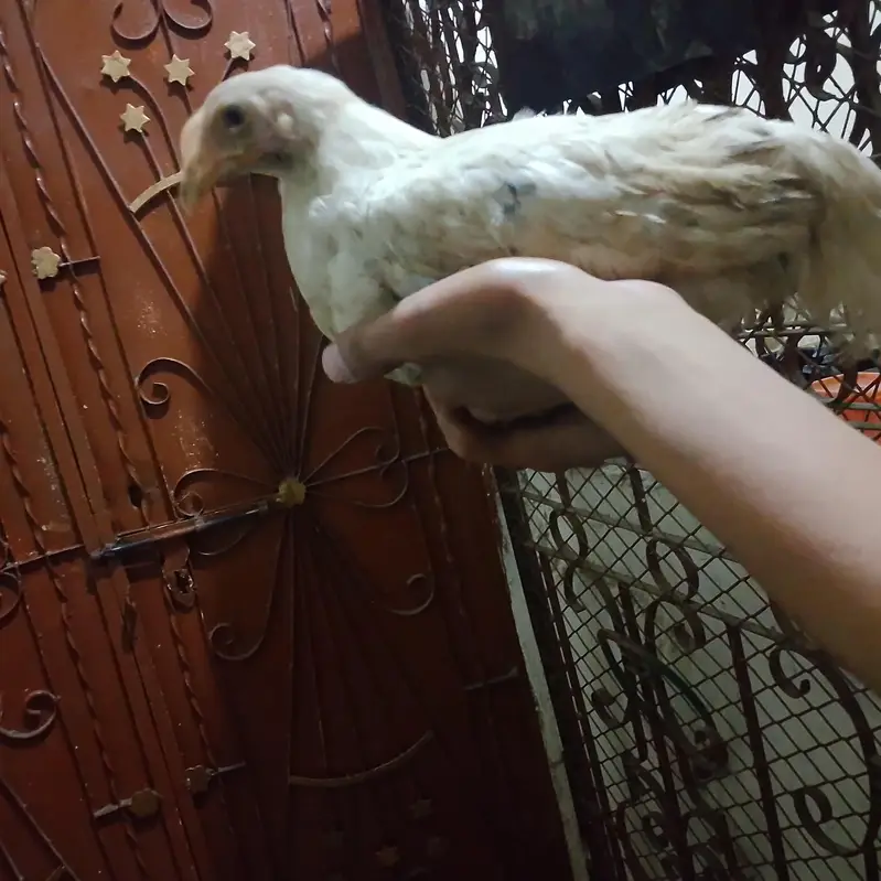 Chicken — photo 2