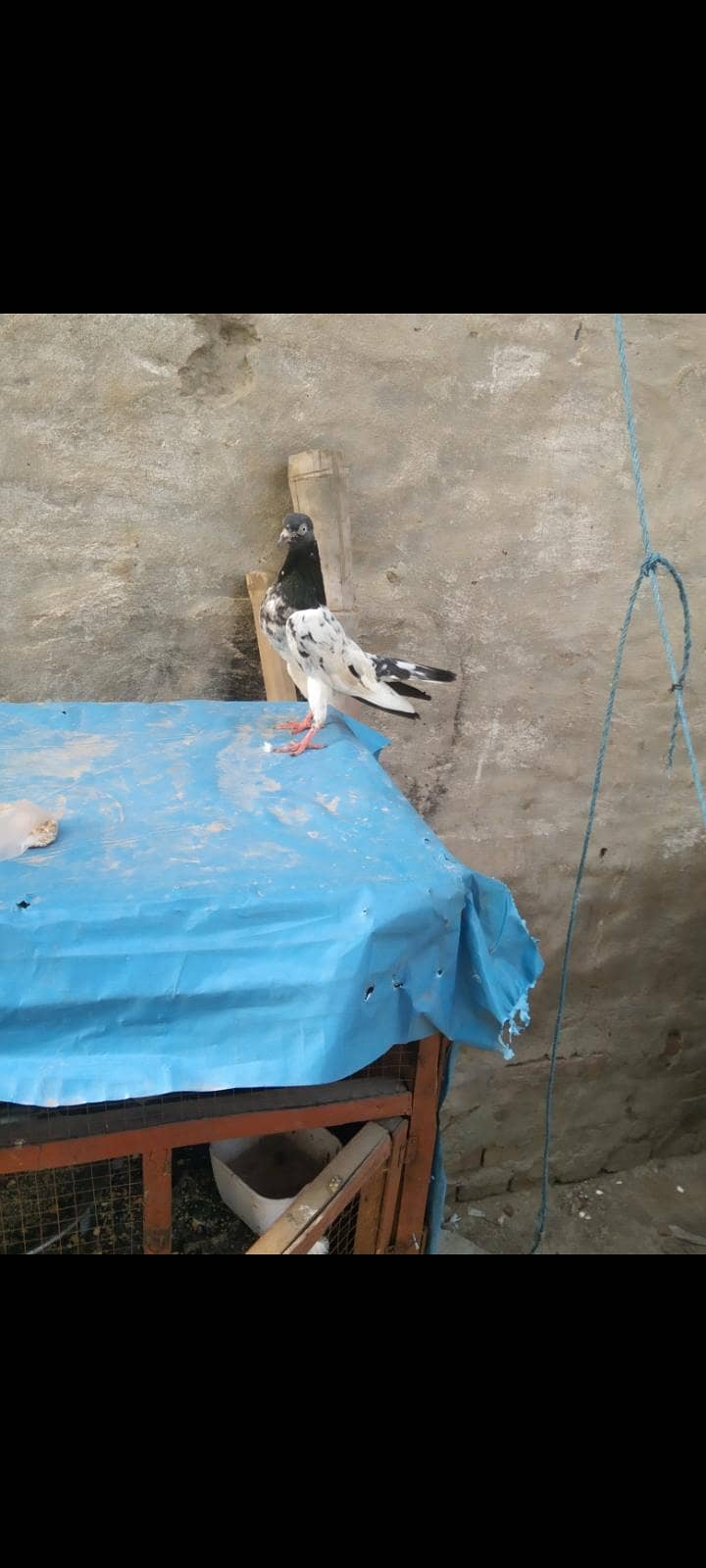 taddy 0