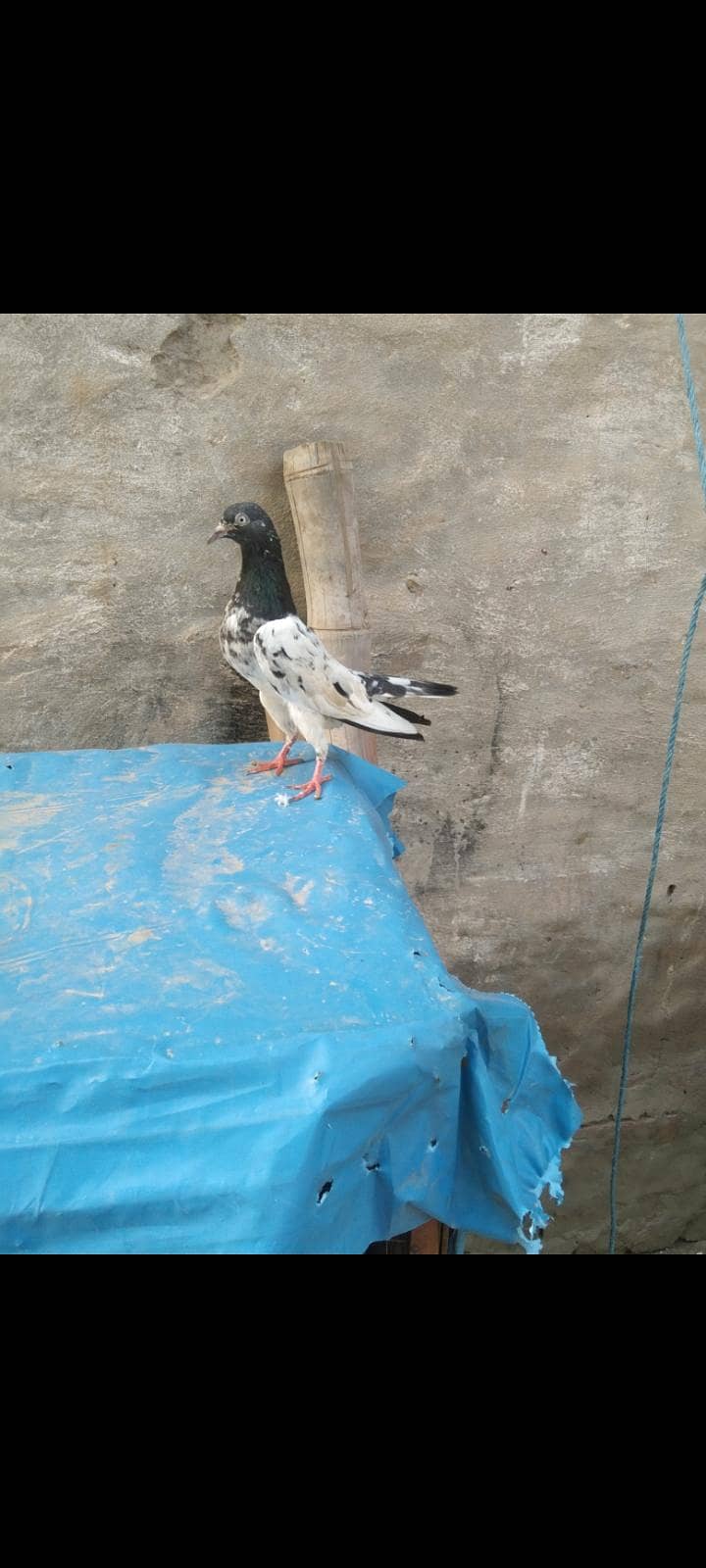 taddy 1