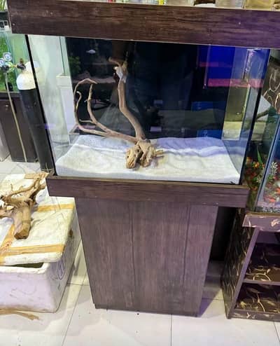 Big discount offer fish and fish aquarium