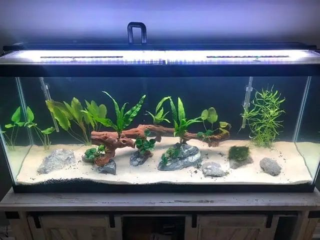Big discount offer fish and fish aquarium — photo 2