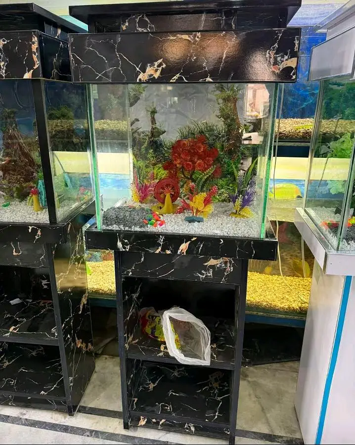 Big discount offer fish and fish aquarium — photo 6