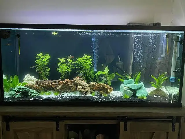Big discount offer fish and fish aquarium — photo 7