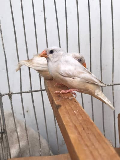 FINCHES SALE