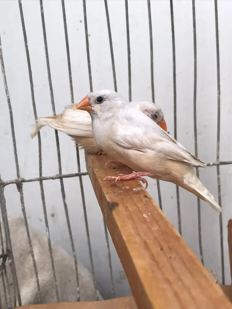 FINCHES SALE