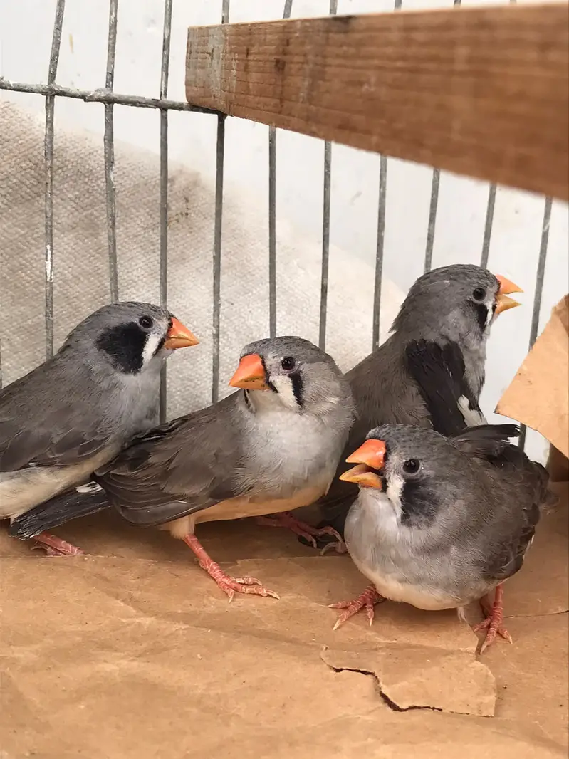 FINCHES SALE — photo 2