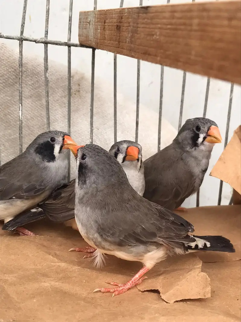 FINCHES SALE — photo 4