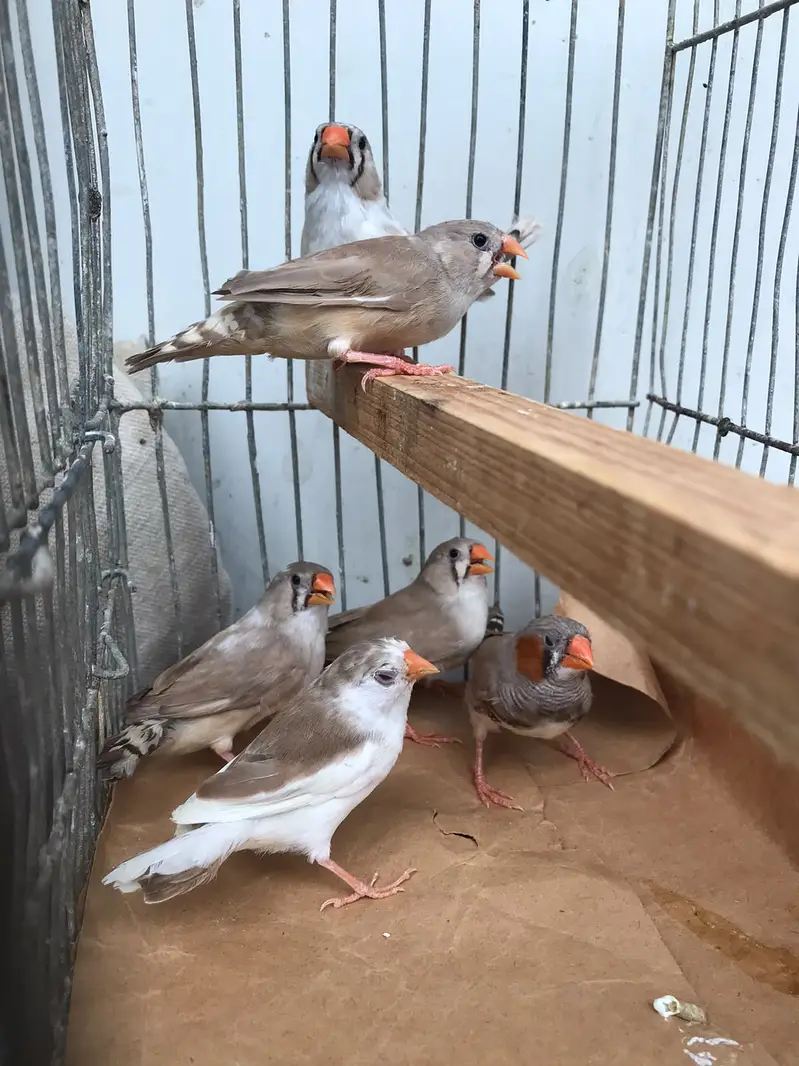 FINCHES SALE — photo 5