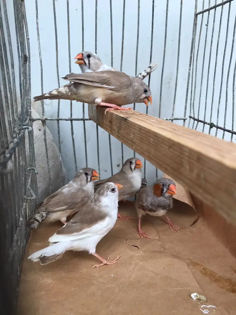 FINCHES SALE — photo 6