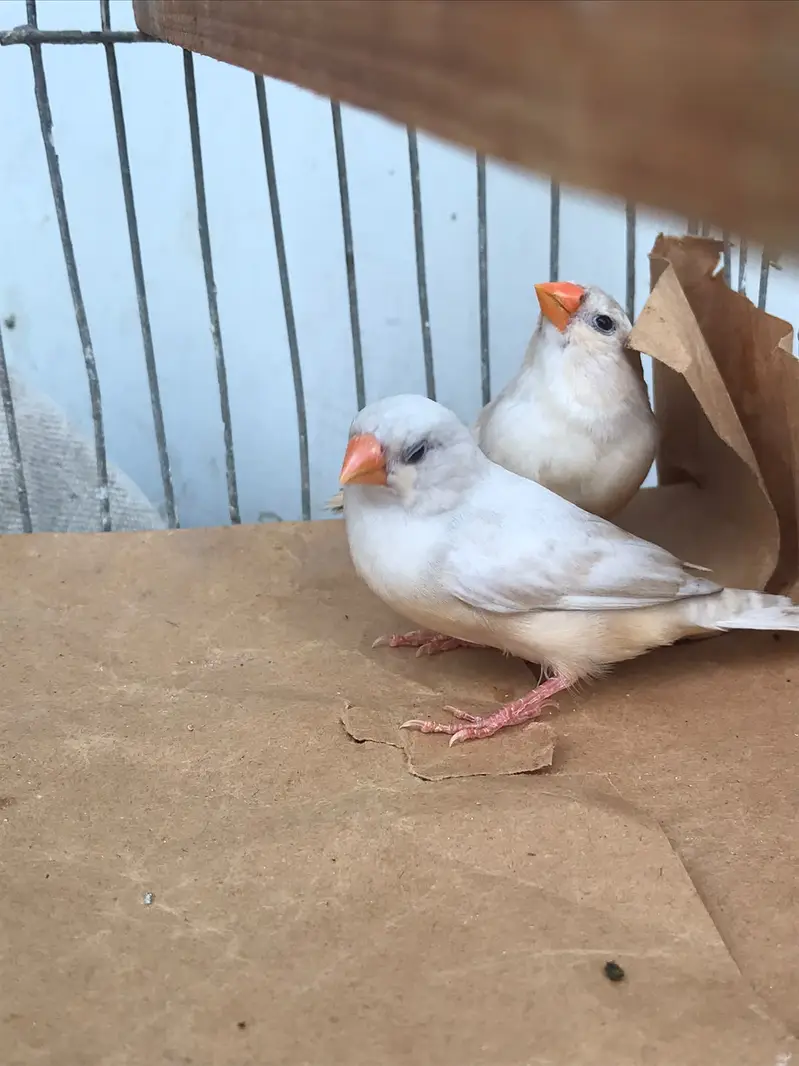 FINCHES SALE — photo 8