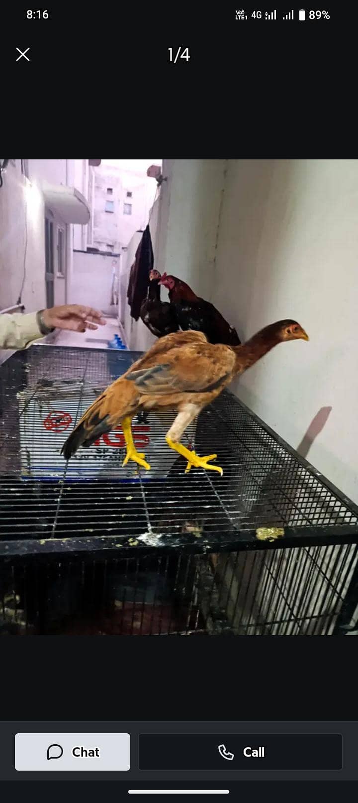 aseel hens 0