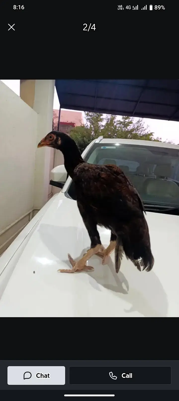 aseel hens — photo 2