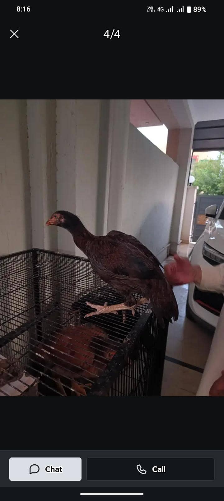 aseel hens 2