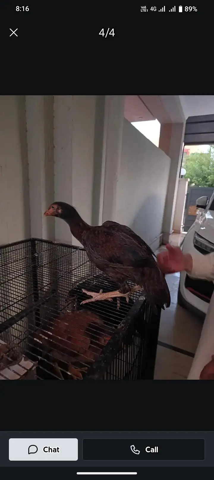 aseel hens — photo 3