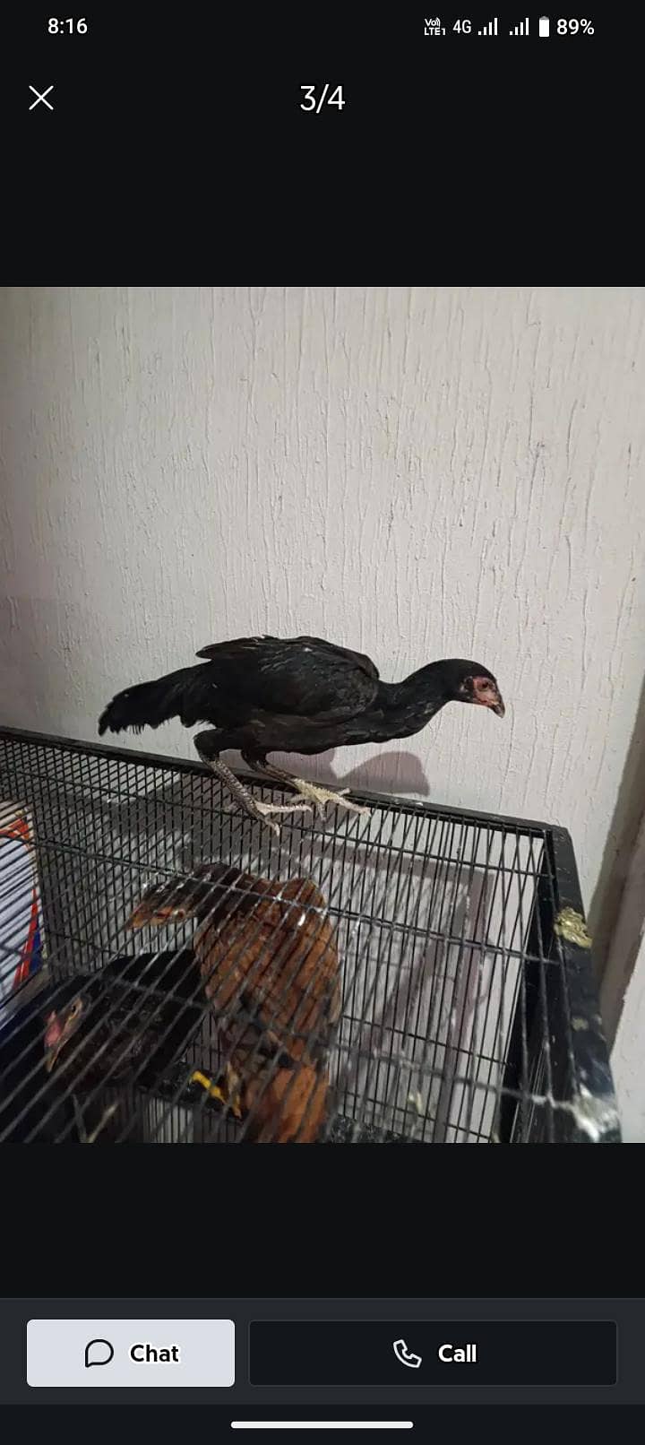 aseel hens 3