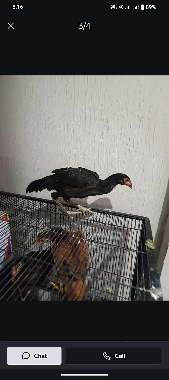 aseel hens — photo 4