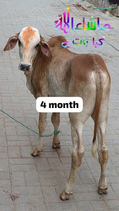 4 month top quality Brahman nukra kid