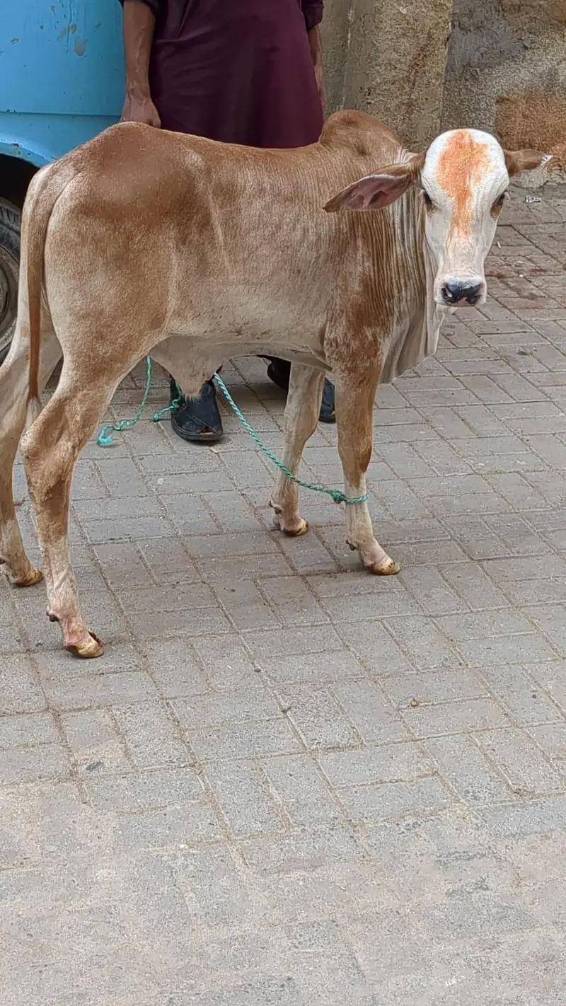 4 month top quality Brahman nukra kid — photo 2