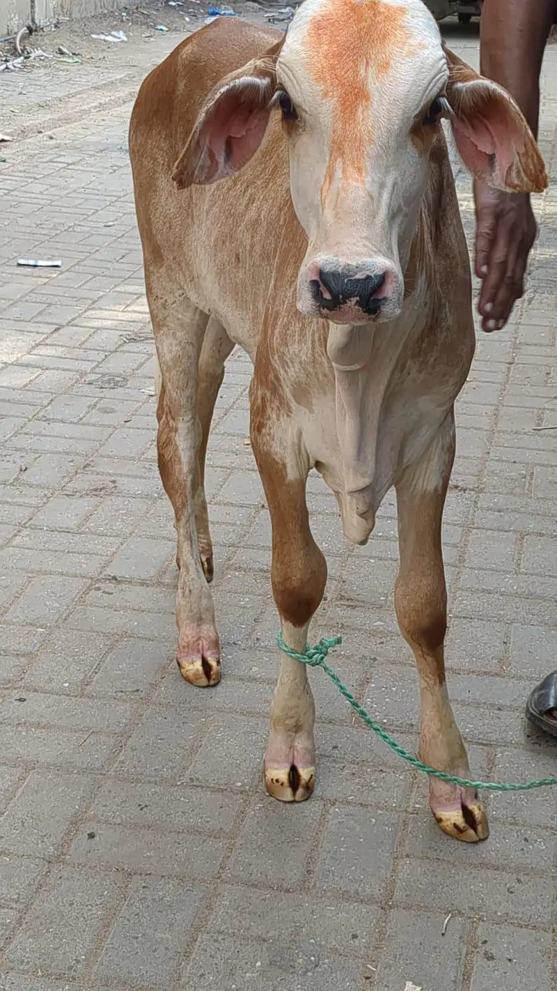 4 month top quality Brahman nukra kid — photo 3