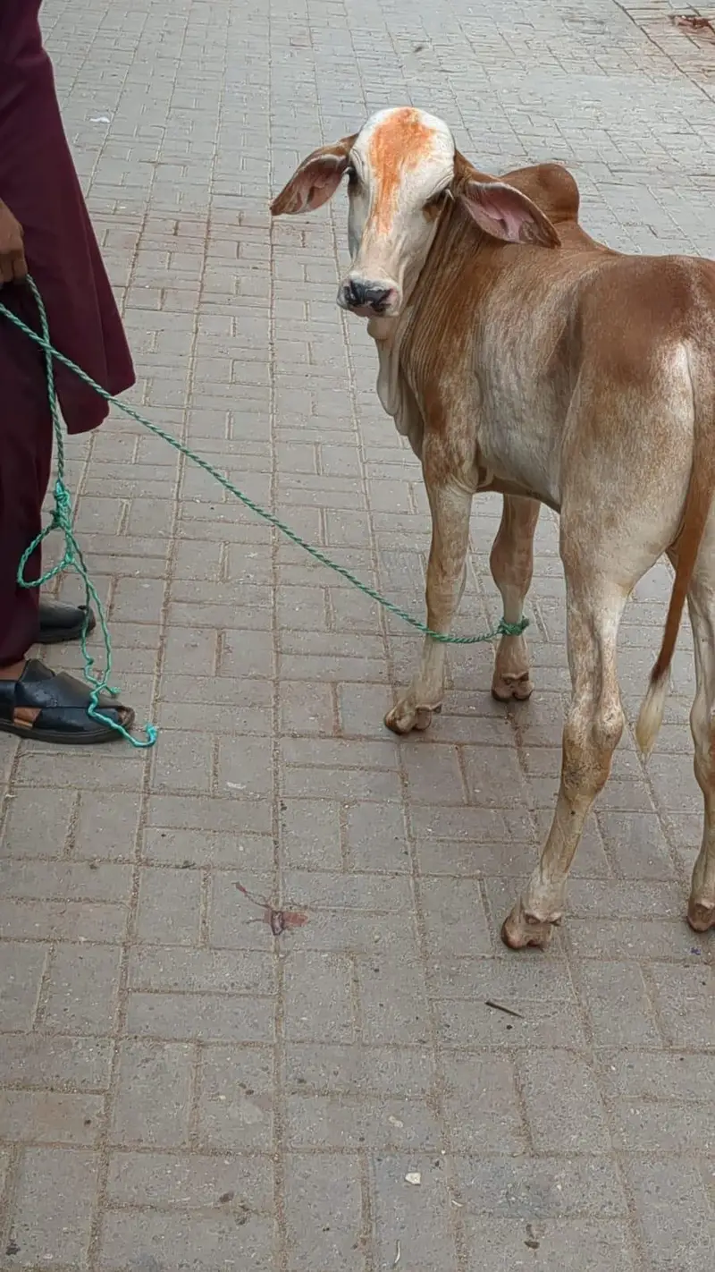 4 month top quality Brahman nukra kid — photo 4