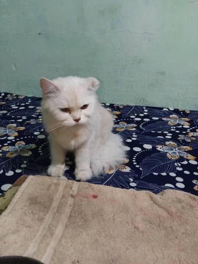 Persian Doll face cat female healthy and active