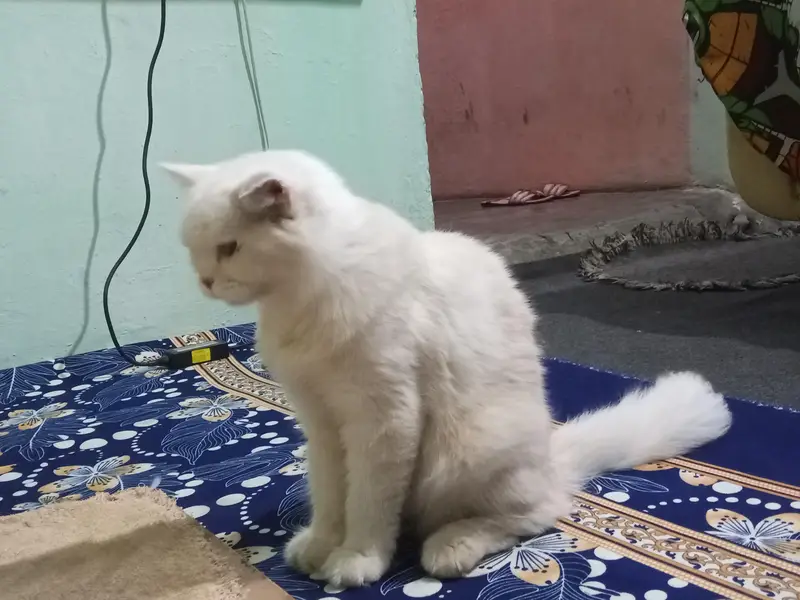 Persian Doll face cat female healthy and active — photo 2