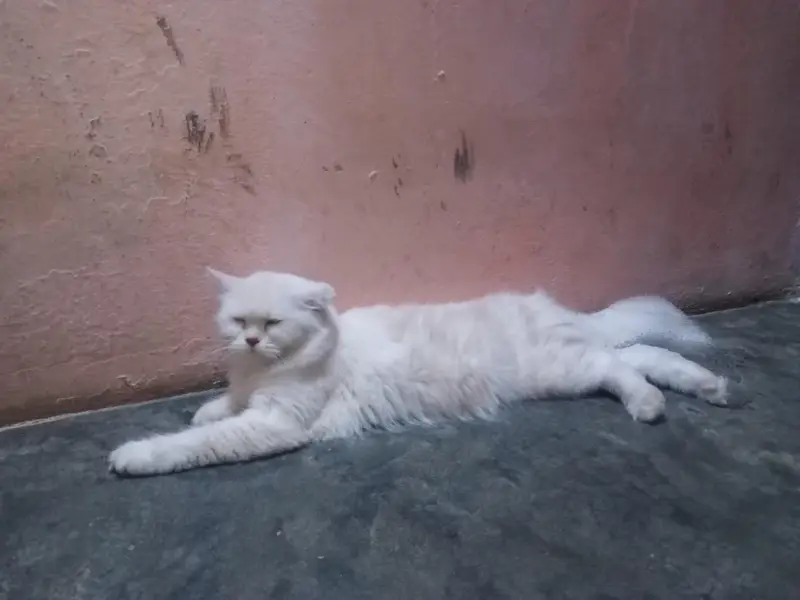 Persian Doll face cat female healthy and active — photo 3