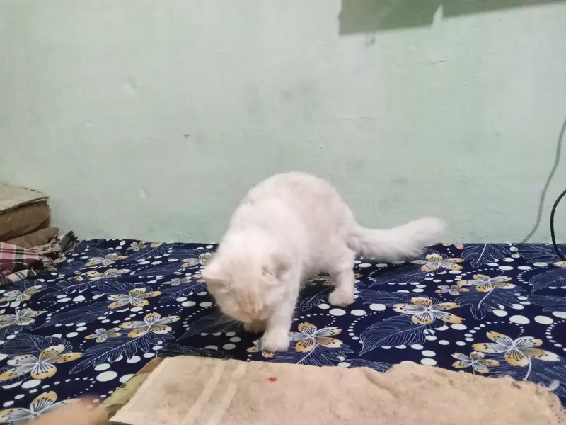 Persian Doll face cat female healthy and active — photo 4