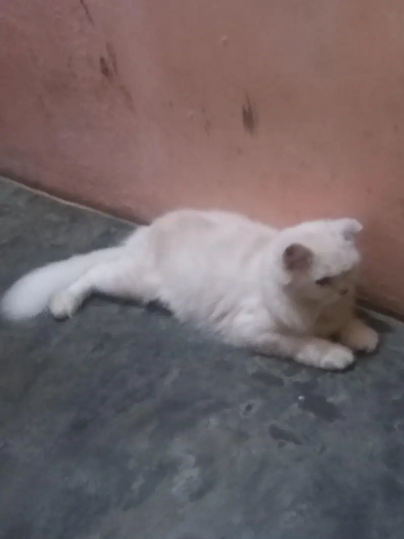 Persian Doll face cat female healthy and active — photo 5