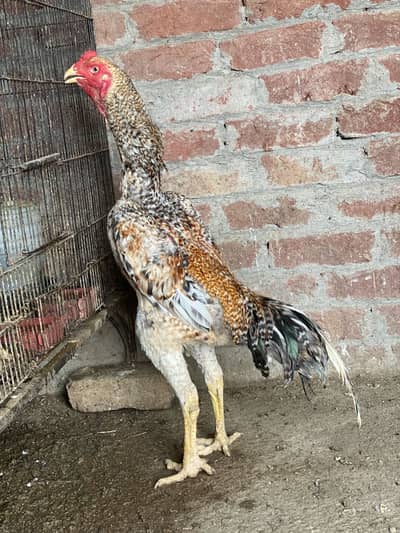 Patha | Hera  | Aseel Murga |Healthy Active Birds |Shamo Murga | chik