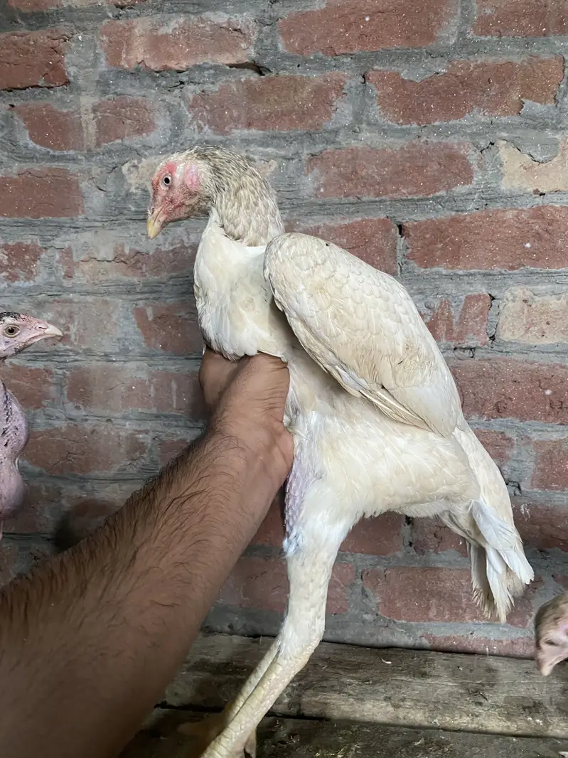 Patha | Hera  | Aseel Murga |Healthy Active Birds |Shamo Murga | chik — photo 2