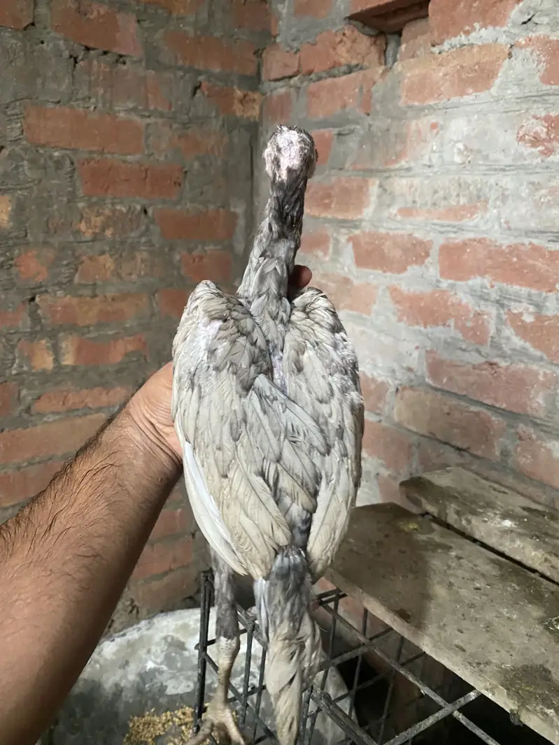 Patha | Hera  | Aseel Murga |Healthy Active Birds |Shamo Murga | chik — photo 3