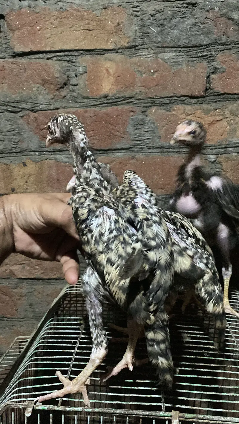 Patha | Hera  | Aseel Murga |Healthy Active Birds |Shamo Murga | chik — photo 4