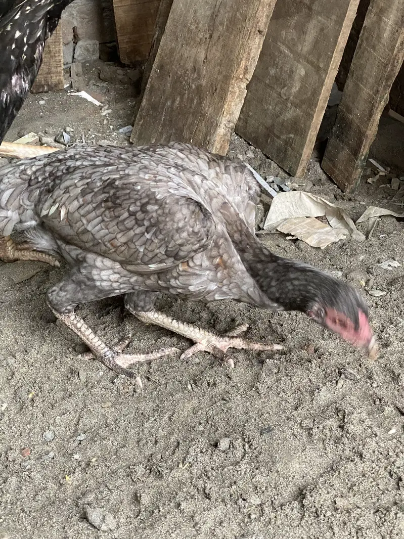 Patha | Hera  | Aseel Murga |Healthy Active Birds |Shamo Murga | chik — photo 5