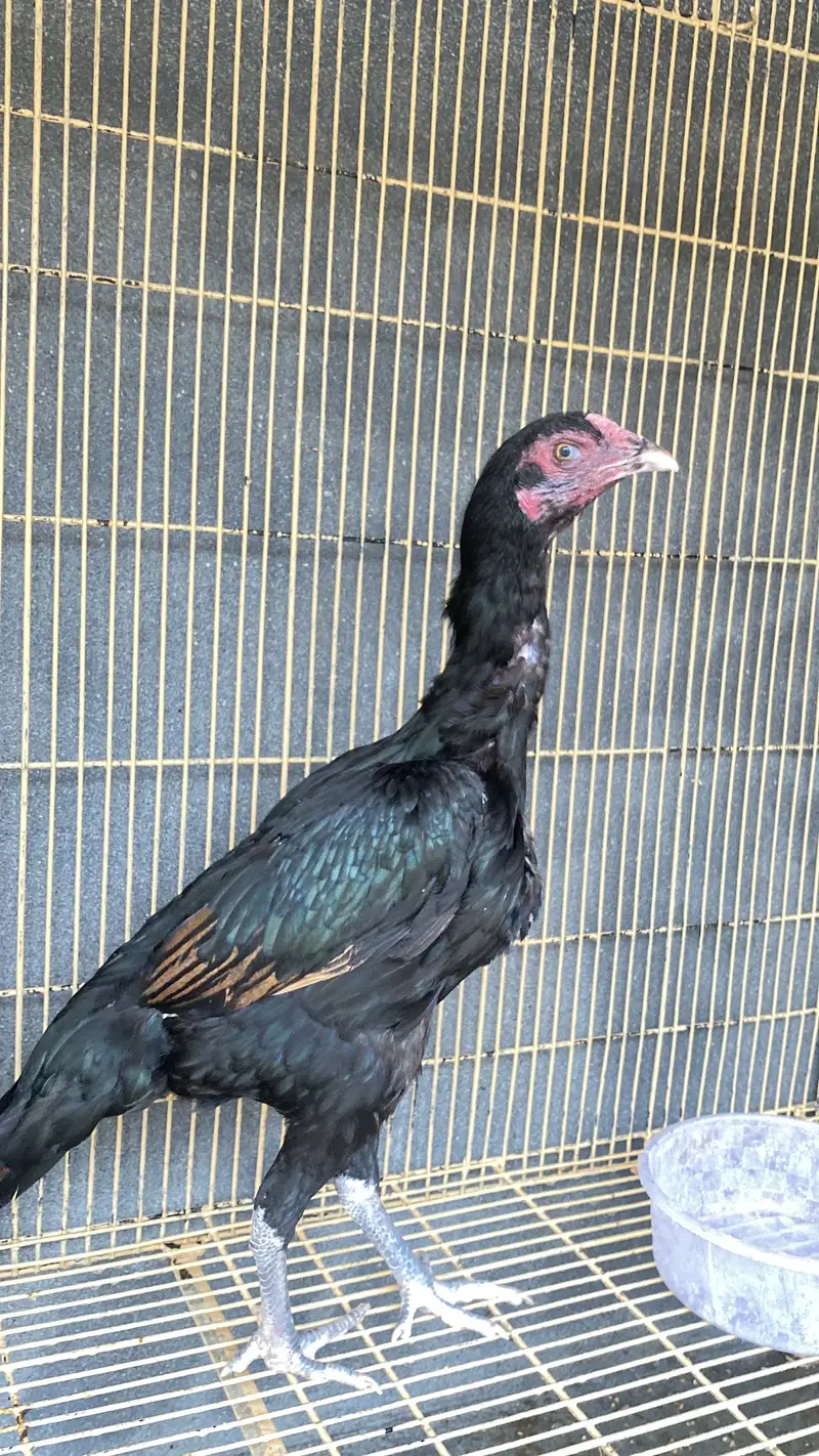 Patha | Hera  | Aseel Murga |Healthy Active Birds |Shamo Murga | chik — photo 6