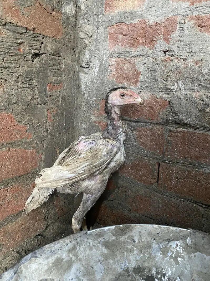Patha | Hera  | Aseel Murga |Healthy Active Birds |Shamo Murga | chik — photo 7