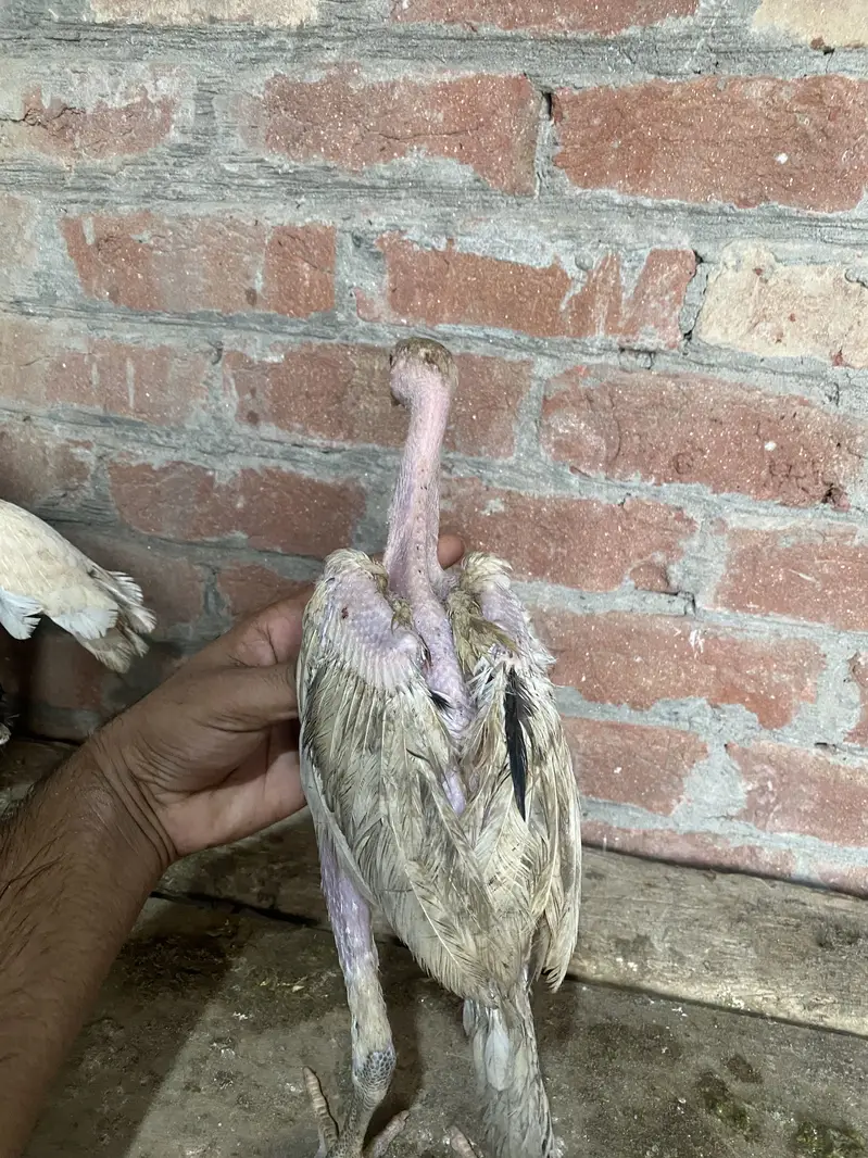 Patha | Hera  | Aseel Murga |Healthy Active Birds |Shamo Murga | chik — photo 9