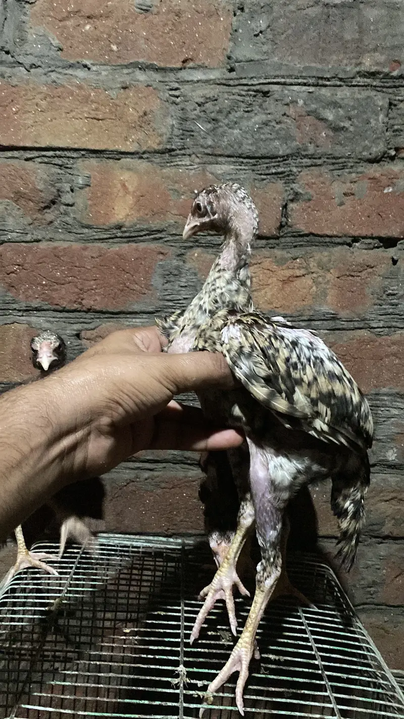 Patha | Hera  | Aseel Murga |Healthy Active Birds |Shamo Murga | chik — photo 10