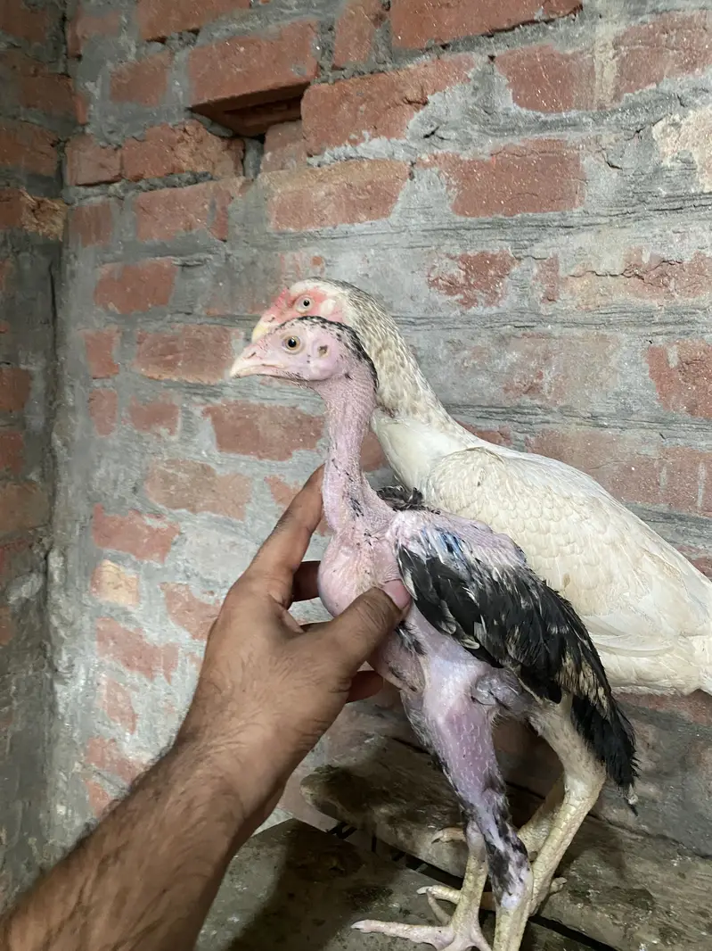 Patha | Hera  | Aseel Murga |Healthy Active Birds |Shamo Murga | chik — photo 11