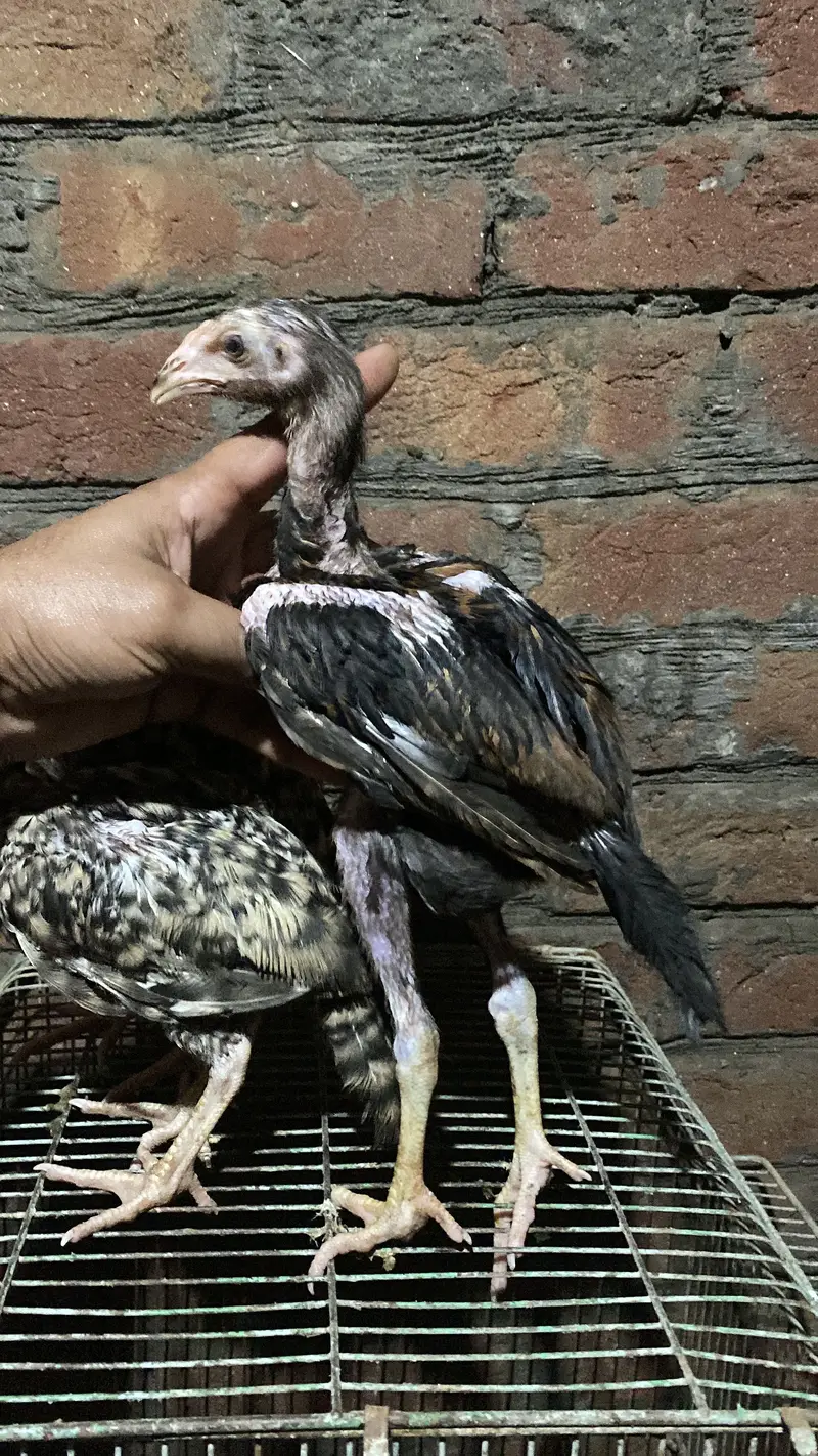 Patha | Hera  | Aseel Murga |Healthy Active Birds |Shamo Murga | chik — photo 12